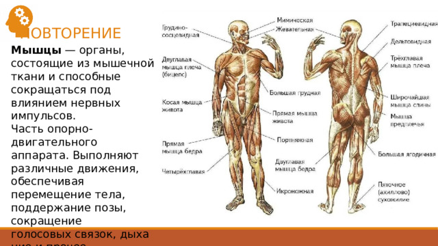 ПОВТОРЕНИЕ Мышцы  — органы, состоящие из мышечной ткани и способные сокращаться под влиянием нервных импульсов. Часть опорно-двигательного аппарата. Выполняют различные движения, обеспечивая перемещение тела, поддержание позы, сокращение голосовых связок, дыхание и прочее. 