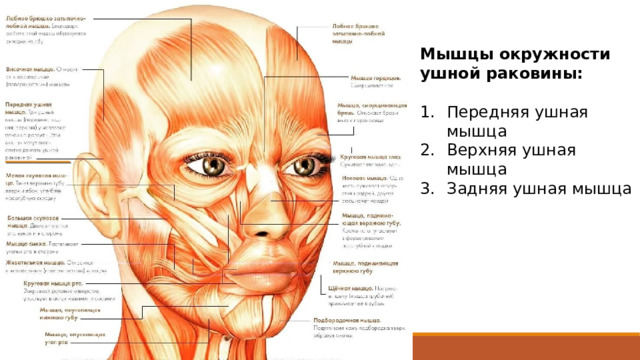 Мышцы окружности ушной раковины: Передняя ушная мышца Верхняя ушная мышца Задняя ушная мышца Ушные мышцы у человека почти не развиты. Эти мышцы могут лишь слегка двигать ушной раковиной.  