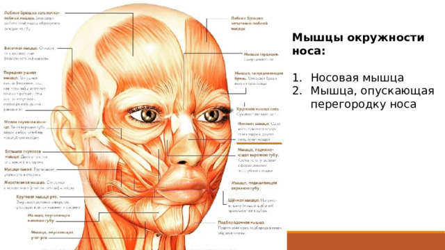 Мышцы окружности носа: Носовая мышца Мышца, опускающая перегородку носа 1 Носовая мышца – одна часть сужает отверстия ноздрей, другая расширяет ноздри 2 Мышца, опускающая перегородку носа , чаще входит в состав крыльной части носовой мышцы.  