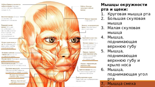 Мышцы окружности рта и щеки: Круговая мышца рта Большая скуловая мышца Малая скуловая мышца Мышца, поднимающая верхнюю губу Мышца, поднимающая верхнюю губу и крыло носа Мышца, поднимающая угол рта Мышца смеха Мышца, опускающая угол рта Мышца, опускающая нижнюю губу 1 Круговая м. рта – закрывает ротовое отверстие, участвует в жевании и сосании 2 Большая скуловая мышца является главной мышцей смеха. Двигает уголки рта вверх и в стороны 3 Малая скуловая мышца – тянет верхнюю губу вверх и вбок, углубляя носогубную складку 4 Мышца, поднимающая верхнюю губу – участвует в формировании носогубной складки 5 Мышца, поднимающая верхнюю губу и крыло носа 6 М. поднимающая угол рта 7 М. смеха – растягивает уголки рта в стороны. Нначинается от жевательной фасции; прикрепляется к коже угла рта. Обычно слабо выражена, нередко отсутствует. Мышца оттягивает угол рта латерально, образует ямочку на щеке. 8 М. опускающая угол рта 9 Мышца, опускающая нижнюю губу –  участвует в формировании выражения иронии, печали, отвращения. …  