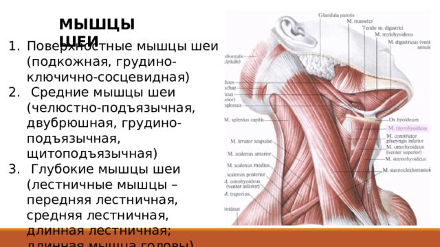 МЫШЦЫ ШЕИ Поверхностные мышцы шеи (подкожная, грудино-ключично-сосцевидная)  Средние мышцы шеи (челюстно-подъязычная, двубрюшная, грудино-подъязычная, щитоподъязычная)  Глубокие мышцы шеи (лестничные мышцы – передняя лестничная, средняя лестничная, длинная лестничная; длинная мышца головы) Средние м. шеи – другое название группы – подъязычные мышцы  