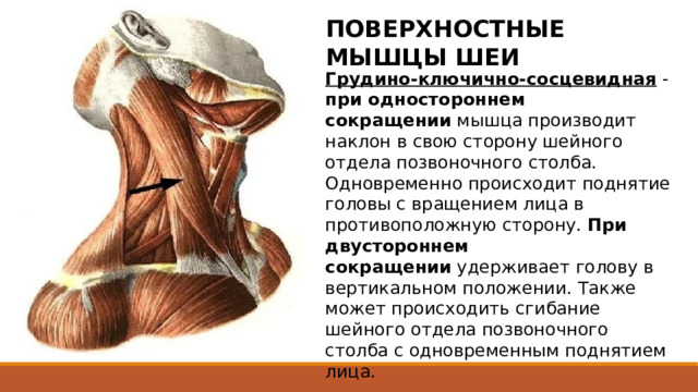 ПОВЕРХНОСТНЫЕ МЫШЦЫ ШЕИ Грудино-ключично-сосцевидная  - при одностороннем сокращении  мышца производит наклон в свою сторону шейного отдела позвоночного столба. Одновременно происходит поднятие головы с вращением лица в противоположную сторону. При двустороннем сокращении  удерживает голову в вертикальном положении. Также может происходить сгибание шейного отдела позвоночного столба с одновременным поднятием лица. 