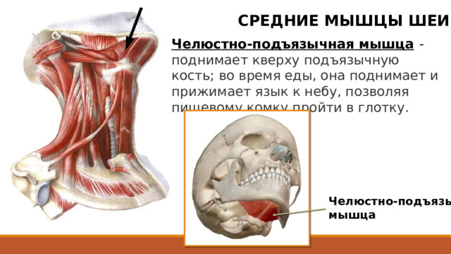 СРЕДНИЕ МЫШЦЫ ШЕИ Челюстно-подъязычная мышца - поднимает кверху подъязычную кость; во время еды, она поднимает и прижимает язык к небу, позволяя пищевому комку пройти в глотку. Челюстно-подъязычная мышца  