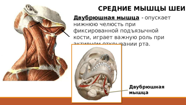 СРЕДНИЕ МЫШЦЫ ШЕИ Двубрюшная мышца - опускает нижнюю челюсть при фиксированной подъязычной кости, играет важную роль при активном открывании рта. Двубрюшная мышца  