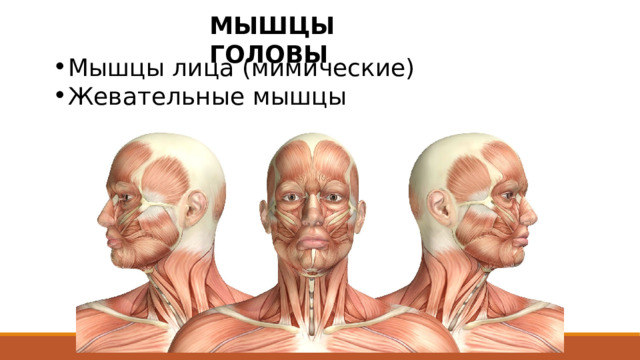 МЫШЦЫ ГОЛОВЫ Мышцы лица (мимические) Жевательные мышцы Фа́сция ( Fascia — повязка, полоса) — соединительнотканная оболочка, покрывающая органы , сосуды , нервы и образующая футляры для мышц у позвоночных животных и человека; выполняет опорную и трофическую функции. Как и связки , апоневрозы и сухожилия , фасции являются плотной регулярной соединительной тканью, содержащей плотно упакованные пучки коллагеновых волокон, ориентированных в параллельные волнистые направления тяжи. Эти коллагеновые волокна синтезируются фибробластами, расположенными в пределах фасций.  