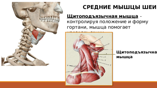 СРЕДНИЕ МЫШЦЫ ШЕИ Щитоподъязычная мышца - контролируя положение и форму гортани, мышца помогает издавать звуки. Щитоподъязычная мышца  