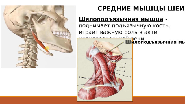 СРЕДНИЕ МЫШЦЫ ШЕИ Шилоподъязычная мышца - поднимает подъязычную кость, играет важную роль в акте членораздельной речи. Шилоподъязычная мышца  