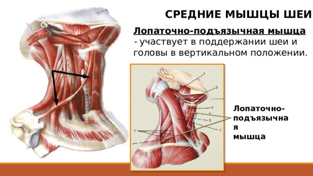 СРЕДНИЕ МЫШЦЫ ШЕИ Лопаточно-подъязычная мышца - участвует в поддержании шеи и головы в вертикальном положении. Лопаточно- подъязычная мышца  