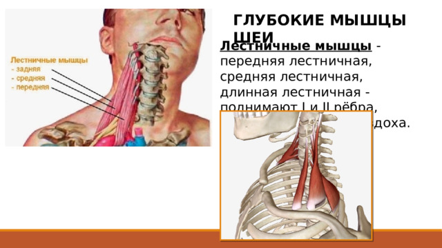 ГЛУБОКИЕ МЫШЦЫ ШЕИ Лестничные мышцы  - передняя лестничная, средняя лестничная, длинная лестничная - поднимают I и II рёбра, действуя как мышца вдоха. 