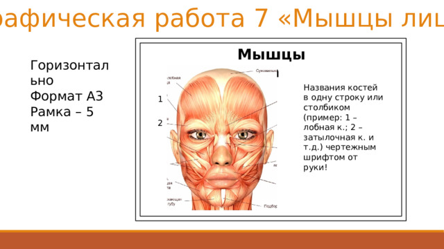 Графическая работа 7 «Мышцы лица» Мышцы лица Горизонтально Формат А3 Рамка – 5 мм Названия костей в одну строку или столбиком (пример: 1 – лобная к.; 2 – затылочная к. и т.д.) чертежным шрифтом от руки! 1 2 