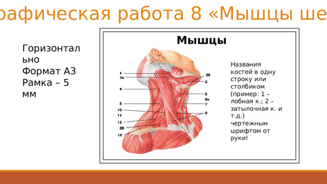 Графическая работа 8 «Мышцы шеи» Мышцы шеи Горизонтально Формат А3 Рамка – 5 мм Названия костей в одну строку или столбиком (пример: 1 – лобная к.; 2 – затылочная к. и т.д.) чертежным шрифтом от руки! 