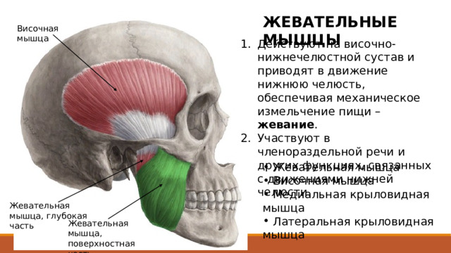 ЖЕВАТЕЛЬНЫЕ МЫШЦЫ Височная мышца Действуют на височно-нижнечелюстной сустав и приводят в движение нижнюю челюсть, обеспечивая механическое измельчение пищи – жевание . Участвуют в членораздельной речи и других функциях, связанных с движениями нижней челюсти.  Жевательная мышца  Височная мышца  Медиальная крыловидная мышца  Латеральная крыловидная мышца Медиальная крыловидная мышца поднимает нижнюю челюсть, выдвигает нижнюю челюсть вперед. Латеральная крыловидная мышца оттягивает вперед суставную капсулу и суставной диск височно-нижнечелюстного сустава; при одностороннем сокращении смещает нижнюю челюсть в противоположную сторону. Эти мышцы не видны на лице. Жевательная мышца, глубокая часть Жевательная мышца, поверхностная часть  