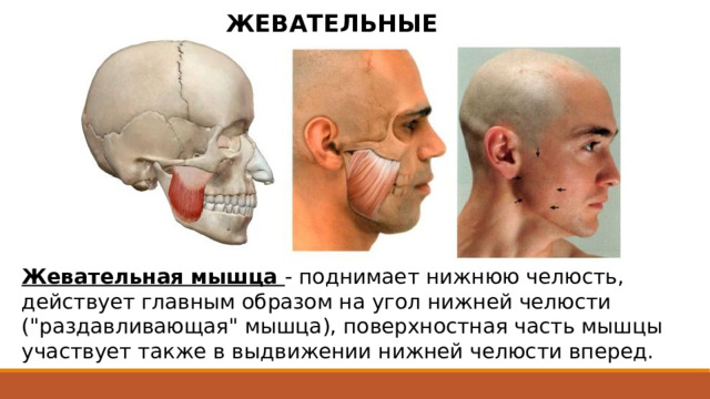 ЖЕВАТЕЛЬНЫЕ МЫШЦЫ Жевательная мышца - поднимает нижнюю челюсть, действует главным образом на угол нижней челюсти (