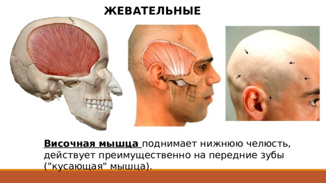 ЖЕВАТЕЛЬНЫЕ МЫШЦЫ Височная мышца поднимает нижнюю челюсть, действует преимущественно на передние зубы (