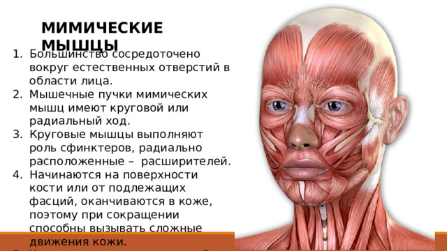 МИМИЧЕСКИЕ МЫШЦЫ Большинство сосредоточено вокруг естественных отверстий в области лица. Мышечные пучки мимических мышц имеют круговой или радиальный ход. Круговые мышцы выполняют роль сфинктеров, радиально расположенные – расширителей. Начинаются на поверхности кости или от подлежащих фасций, оканчиваются в коже, поэтому при сокращении способны вызывать сложные движения кожи. Участвуют в членораздельной речи и жевании. 