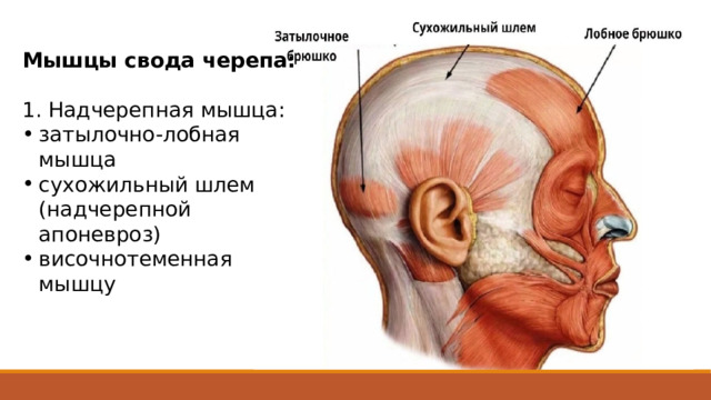 Мышцы свода черепа: 1. Надчерепная мышца: затылочно-лобная мышца сухожильный шлем (надчерепной апоневроз) височнотеменная мышцу Свод черепа покрыт единым мышечно-апоневротическим образованием - надчерепной мышцей , в которой различают следующие части: - затылочно-лобную мышцу - сухожильный шлем (надчерепной апоневроз) - височнотеменную мышцу Сухожильный шлем представляет собой плоскую фиброзную пластинку, которая занимает большую часть свода черепа. Сухожильный шлем соединяется с кожей волосистой части головы. Между сухожильным шлемом и подлежащей надкостницей свода черепа находится прослойка рыхлой соединительной ткани. Поэтому при сокращении затылочно-лобной мышцы кожа волосистой части головы вместе с сухожильным шлемом свободно перемещается над сводом черепа.  