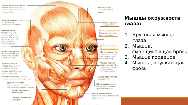 Мышцы окружности глаза: Круговая мышца глаза Мышца, сморщивающая бровь Мышца гордецов Мышца, опускающая бровь 1 Круговая мышца глаз – суживает глазную щель 2 Мышца, сморщивающая бровь – опускает брови вниз к переносице 3 Мышца гордецов – сморщивает нос  