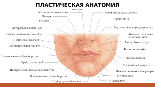 ПЛАСТИЧЕСКАЯ АНАТОМИЯ ГУБ 