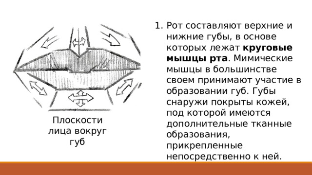 Рот составляют верхние и нижние губы, в основе которых лежат круговые мышцы рта . Мимические мышцы в большинстве своем принимают участие в образовании губ. Губы снаружи покрыты кожей, под которой имеются дополнительные тканные образования, прикрепленные непосредственно к ней. Плоскости лица вокруг губ 