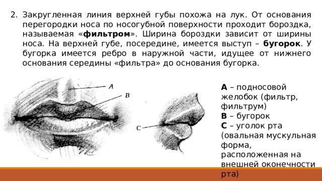 Закругленная линия верхней губы похожа на лук. От основания перегородки носа по носогубной поверхности проходит бороздка, называемая « фильтром ». Ширина бороздки зависит от ширины носа. На верхней губе, посередине, имеется выступ – бугорок . У бугорка имеется ребро в наружной части, идущее от нижнего основания середины «фильтра» до основания бугорка. А – подносовой желобок (фильтр, фильтрум) В – бугорок С – уголок рта (овальная мускульная форма, расположенная на внешней оконечности рта) 