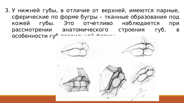 У нижней губы, в отличие от верхней, имеются парные, сферические по форме бугры – тканные образования под кожей губы. Это отчетливо наблюдается при рассмотрении анатомического строения губ, в особенности губ правильной формы. 