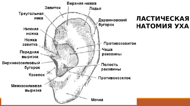 ПЛАСТИЧЕСКАЯ АНАТОМИЯ УХА 