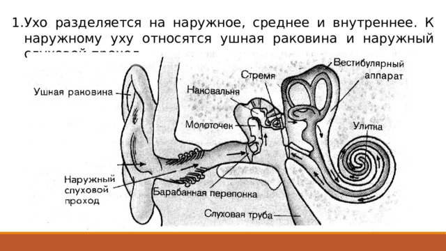 Ухо разделяется на наружное, среднее и внутреннее. К наружному уху относятся ушная раковина и наружный слуховой проход. 
