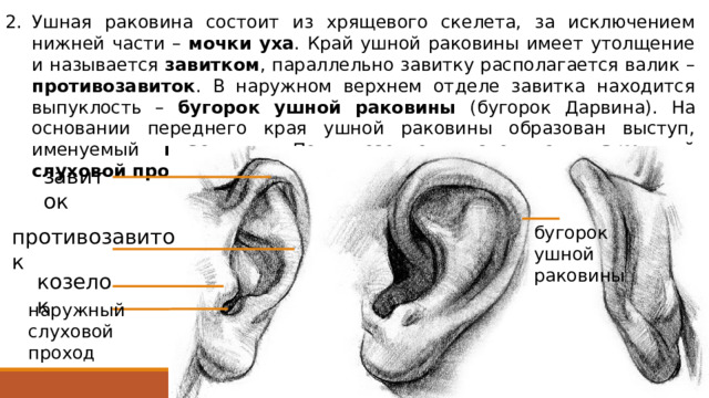 Ушная раковина состоит из хрящевого скелета, за исключением нижней части – мочки уха . Край ушной раковины имеет утолщение и называется завитком , параллельно завитку располагается валик – противозавиток . В наружном верхнем отделе завитка находится выпуклость – бугорок ушной раковины (бугорок Дарвина). На основании переднего края ушной раковины образован выступ, именуемый козелком . Под козелком находится наружный слуховой проход . завиток бугорок ушной раковины противозавиток козелок наружный слуховой проход 