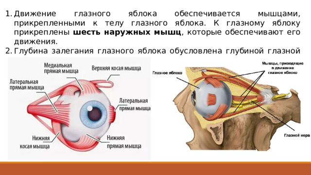 Движение глазного яблока обеспечивается мышцами, прикрепленными к телу глазного яблока. К глазному яблоку прикреплены шесть наружных мышц , которые обеспечивают его движения. Глубина залегания глазного яблока обусловлена глубиной глазной впадины в черепе. 