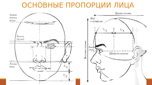 ОСНОВНЫЕ ПРОПОРЦИИ ЛИЦА 