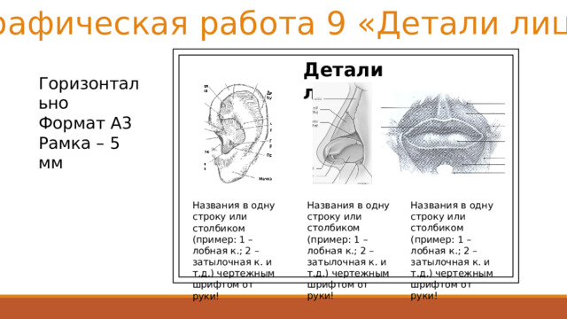 Графическая работа 9 «Детали лица» Детали лица Горизонтально Формат А3 Рамка – 5 мм Названия в одну строку или столбиком (пример: 1 – лобная к.; 2 – затылочная к. и т.д.) чертежным шрифтом от руки! Названия в одну строку или столбиком (пример: 1 – лобная к.; 2 – затылочная к. и т.д.) чертежным шрифтом от руки! Названия в одну строку или столбиком (пример: 1 – лобная к.; 2 – затылочная к. и т.д.) чертежным шрифтом от руки! 