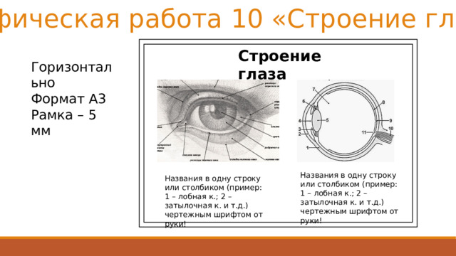 Графическая работа 10 «Строение глаза» Строение глаза Горизонтально Формат А3 Рамка – 5 мм Названия в одну строку или столбиком (пример: 1 – лобная к.; 2 – затылочная к. и т.д.) чертежным шрифтом от руки! Названия в одну строку или столбиком (пример: 1 – лобная к.; 2 – затылочная к. и т.д.) чертежным шрифтом от руки!  
