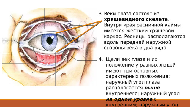 Веки глаза состоят из хрящевидного скелета . Внутри края ресничной каймы имеется жесткий хрящевой каркас. Ресницы располагаются вдоль передней наружной стороны века в два ряда. Щели век глаза и их положение у разных людей имеют три основных характерных положения: наружный угол глаза располагается выше внутреннего; наружный угол на одном уровне с внутренним; наружный угол ниже внутреннего. 