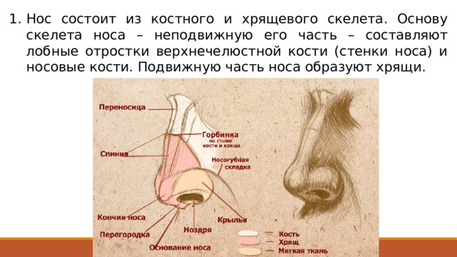 Нос состоит из костного и хрящевого скелета. Основу скелета носа – неподвижную его часть – составляют лобные отростки верхнечелюстной кости (стенки носа) и носовые кости. Подвижную часть носа образуют хрящи. 