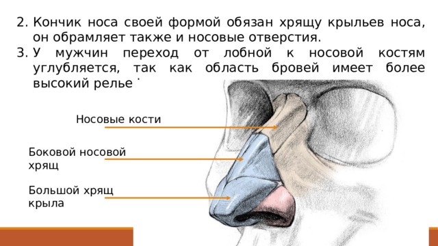 Кончик носа своей формой обязан хрящу крыльев носа, он обрамляет также и носовые отверстия. У мужчин переход от лобной к носовой костям углубляется, так как область бровей имеет более высокий рельеф, чем у женщин. Носовые кости Боковой носовой хрящ Большой хрящ крыла 