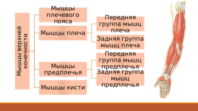 Мышцы верхней конечности Мышцы плечевого пояса Передняя группа мышц плеча Мышцы плеча Задняя группа мышц плеча Передняя группа мышц предплечья Мышцы предплечья Задняя группа мышц предплечья Мышцы кисти 2 