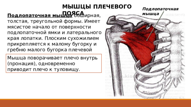 МЫШЦЫ ПЛЕЧЕВОГО ПОЯСА Подлопаточная мышца Подлопаточная мышца  обширная, толстая, треугольной формы. Имеет мясистое начало от поверхности подлопаточной ямки и латерального края лопатки. Плоским сухожилием прикрепляется к малому бугорку и гребню малого бугорка плечевой кости. Мышца поворачивает плечо внутрь (пронация), одновременно приводит плечо к туловищу. У места прикрепления между сухожилием мышцы и капсулой плечевого сустава имеется подсухожильная сумка подлопаточной мышцы, которая обычно сообщается с полостью плечевого сустава. 2 
