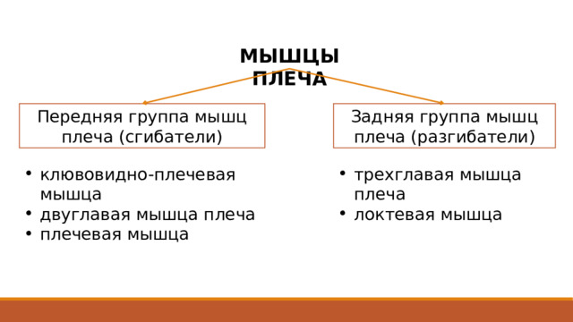 МЫШЦЫ ПЛЕЧА Передняя группа мышц плеча (сгибатели) Задняя группа мышц плеча (разгибатели) клювовидно-плечевая мышца двуглавая мышца плеча плечевая мышца трехглавая мышца плеча локтевая мышца Эти две группы мышц отделены друг от друга пластинками собственной фасции плеча: с медиальной стороны  медиальной межмышечной перегородкой плеча, с латеральной - латеральной межмышечной перегородкой плеча. 2 