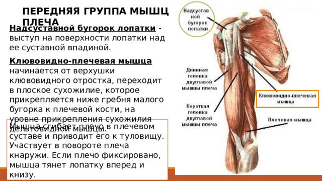 ПЕРЕДНЯЯ ГРУППА МЫШЦ ПЛЕЧА Надсуставной бугорок лопатки  - выступ на поверхности лопатки над ее суставной впадиной. Клювовидно-плечевая мышца  начинается от верхушки клювовидного отростка, переходит в плоское сухожилие, которое прикрепляется ниже гребня малого бугорка к плечевой кости, на уровне прикрепления сухожилия дельтовидной мышцы. Надсуставной бугорок лопатки - выступ на поверхности лопатки над ее суставной впадиной; место прикрепления сухожилия длинной головки двуглавой мышцы плеча. Мышца сгибает плечо в плечевом суставе и приводит его к туловищу. Участвует в повороте плеча кнаружи. Если плечо фиксировано, мышца тянет лопатку вперед и книзу. 2 