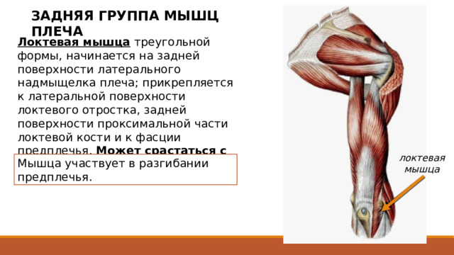 ЗАДНЯЯ ГРУППА МЫШЦ ПЛЕЧА Локтевая мышца  треугольной формы, начинается на задней поверхности латерального надмыщелка плеча; прикрепляется к латеральной поверхности локтевого отростка, задней поверхности проксимальной части локтевой кости и к фасции предплечья. Может срастаться с трехглавой мышцей. локтевая мышца Мышца участвует в разгибании предплечья. 