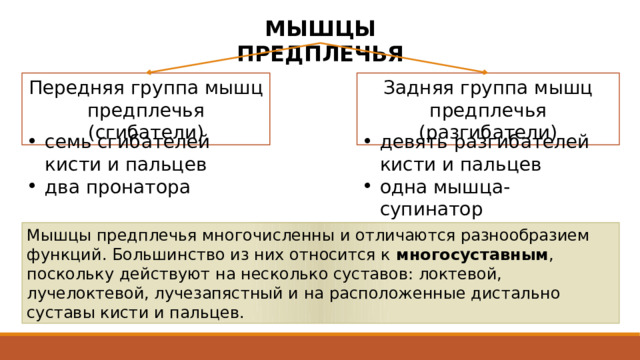 МЫШЦЫ ПРЕДПЛЕЧЬЯ Задняя группа мышц предплечья (разгибатели) Передняя группа мышц предплечья (сгибатели) семь сгибателей кисти и пальцев два пронатора девять разгибателей кисти и пальцев одна мышца-супинатор Мышцы предплечья многочисленны и отличаются разнообразием функций. Большинство из них относится к многосуставным , поскольку действуют на несколько суставов: локтевой, лучелоктевой, лучезапястный и на расположенные дистально суставы кисти и пальцев. При изучении анатомии мышц предплечья принято подразделять их на отдельные группы по анатомическому и функциональному признакам. 2 