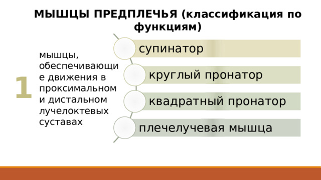 МЫШЦЫ ПРЕДПЛЕЧЬЯ (классификация по функциям) супинатор мышцы, обеспечивающие движения в проксимальном и дистальном лучелоктевых суставах круглый пронатор 1 квадратный пронатор плечелучевая мышца 