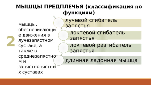 МЫШЦЫ ПРЕДПЛЕЧЬЯ (классификация по функциям) лучевой сгибатель запястья мышцы, обеспечивающие движения в лучезапястном суставе, а также в среднезапястном и запястнопястных суставах локтевой сгибатель запястья 2 локтевой разгибатель запястья длинная ладонная мышца 