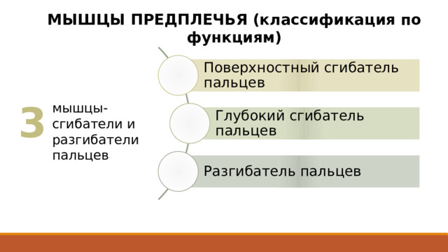 МЫШЦЫ ПРЕДПЛЕЧЬЯ (классификация по функциям) Поверхностный сгибатель пальцев 3 мышцы-сгибатели и разгибатели пальцев Глубокий сгибатель пальцев Разгибатель пальцев 