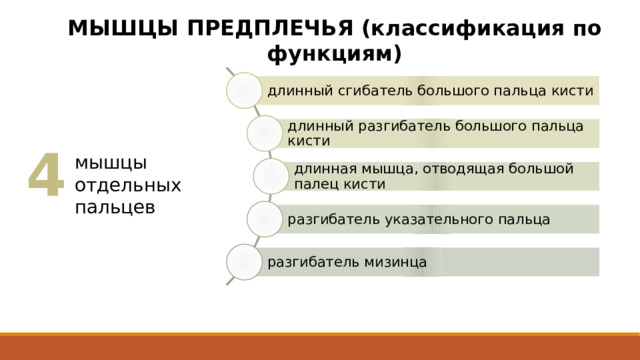 МЫШЦЫ ПРЕДПЛЕЧЬЯ (классификация по функциям) длинный сгибатель большого пальца кисти длинный разгибатель большого пальца кисти 4 мышцы отдельных пальцев длинная мышца, отводящая большой палец кисти разгибатель указательного пальца разгибатель мизинца 