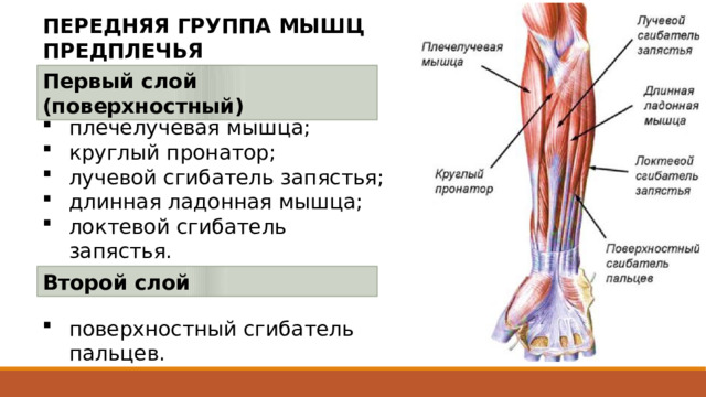 ПЕРЕДНЯЯ ГРУППА МЫШЦ ПРЕДПЛЕЧЬЯ Первый слой (поверхностный) плечелучевая мышца; круглый пронатор; лучевой сгибатель запястья; длинная ладонная мышца; локтевой сгибатель запястья. Передние мышцы предплечья располагаются в четыре слоя. Второй слой поверхностный сгибатель пальцев. 25 