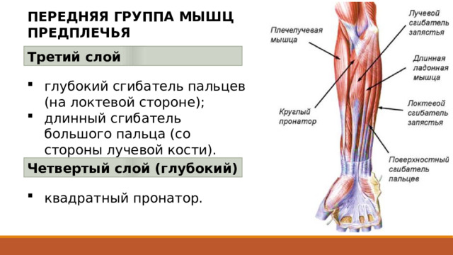 ПЕРЕДНЯЯ ГРУППА МЫШЦ ПРЕДПЛЕЧЬЯ Третий слой глубокий сгибатель пальцев (на локтевой стороне); длинный сгибатель большого пальца (со стороны лучевой кости). Четвертый слой (глубокий) Передние мышцы предплечья располагаются в четыре слоя. квадратный пронатор. 25 