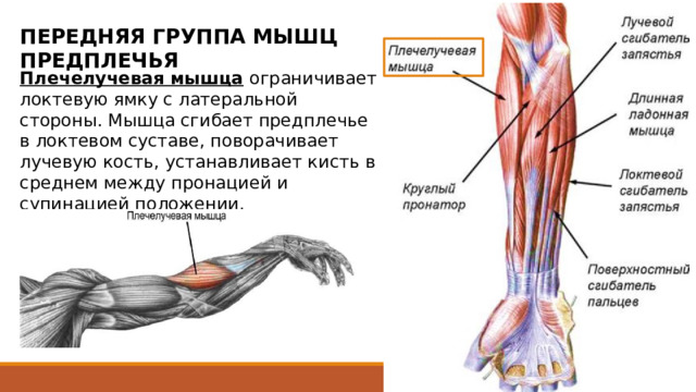 ПЕРЕДНЯЯ ГРУППА МЫШЦ ПРЕДПЛЕЧЬЯ Плечелучевая мышца  ограничивает локтевую ямку с латеральной стороны. Мышца сгибает предплечье в локтевом суставе, поворачивает лучевую кость, устанавливает кисть в среднем между пронацией и супинацией положении. имеет мясистое начало от латерального надмыщелкового гребня плечевой кости и латеральной межмышечной перегородки. На уровне середины предплечья мышечное брюшко продолжается в узкое плоское сухожилие, которое проходит под сухожилиями длинной отводящей мышцы и короткого разгибателя большого пальца кисти и прикрепляется к латеральной поверхности дистального конца лучевой кости. 25 