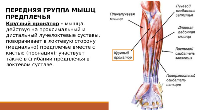 ПЕРЕДНЯЯ ГРУППА МЫШЦ ПРЕДПЛЕЧЬЯ Круглый пронатор - мышца, действуя на проксимальный и дистальный лучелоктевые суставы, поворачивает в локтевую сторону (медиально) предплечье вместе с кистью (пронация); участвует также в сгибании предплечья в локтевом суставе. самая короткая из мышц поверхностного слоя. У места начала разделена на две неравные части. Большая часть начинается от медиального надмыщелка плеча, фасции предплечья, медиальной межмышечной перегородки и от пластинки фасции, отделяющей мышцу от лучевого сгибателя запястья. Меньшая часть берет начало глубже  от венечного отростка локтевой кости. Между этими двумя частями круглого пронатора проходит срединный нерв. Мышца следует в дистальном направлении и кнаружи, ограничивая с нижнемедиальной стороны локтевую ямку, и прикрепляется плоским сухожилием на середине латеральной поверхности лучевой кости. 25 