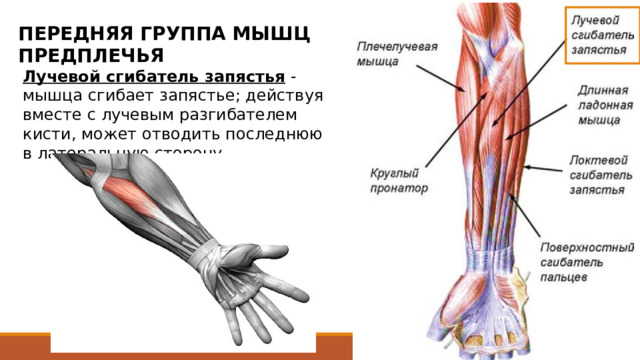 ПЕРЕДНЯЯ ГРУППА МЫШЦ ПРЕДПЛЕЧЬЯ Лучевой сгибатель запястья  - мышца сгибает запястье; действуя вместе с лучевым разгибателем кисти, может отводить последнюю в латеральную сторону. начинается от медиального надмыщелка плеча, от фасции и медиальной межмышечной перегородки плеча. Приблизительно на середине предплечья продолжается в плоское длинное сухожилие, которое, пройдя под удерживателем сгибателей в бороздке на кости-трапеции, прикрепляется к основанию 2 (частично 3) пястной кости. 25 